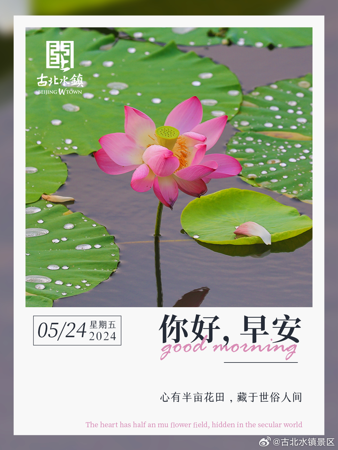 心有半亩花田，藏于世俗人间。早安，宝子们~#长城下的鸣桡小镇# #这就是中国风#