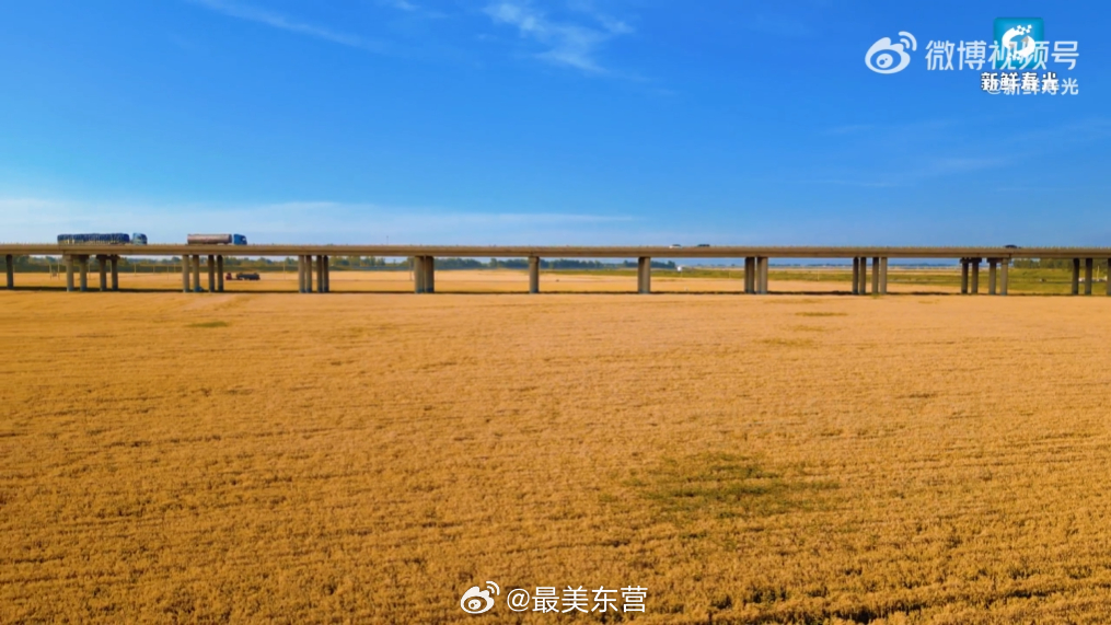 山东人有个专属计时单位是麦子 齐鲁大地独一份的浪漫，是拿一茬茬麦子丈量岁月。麦子