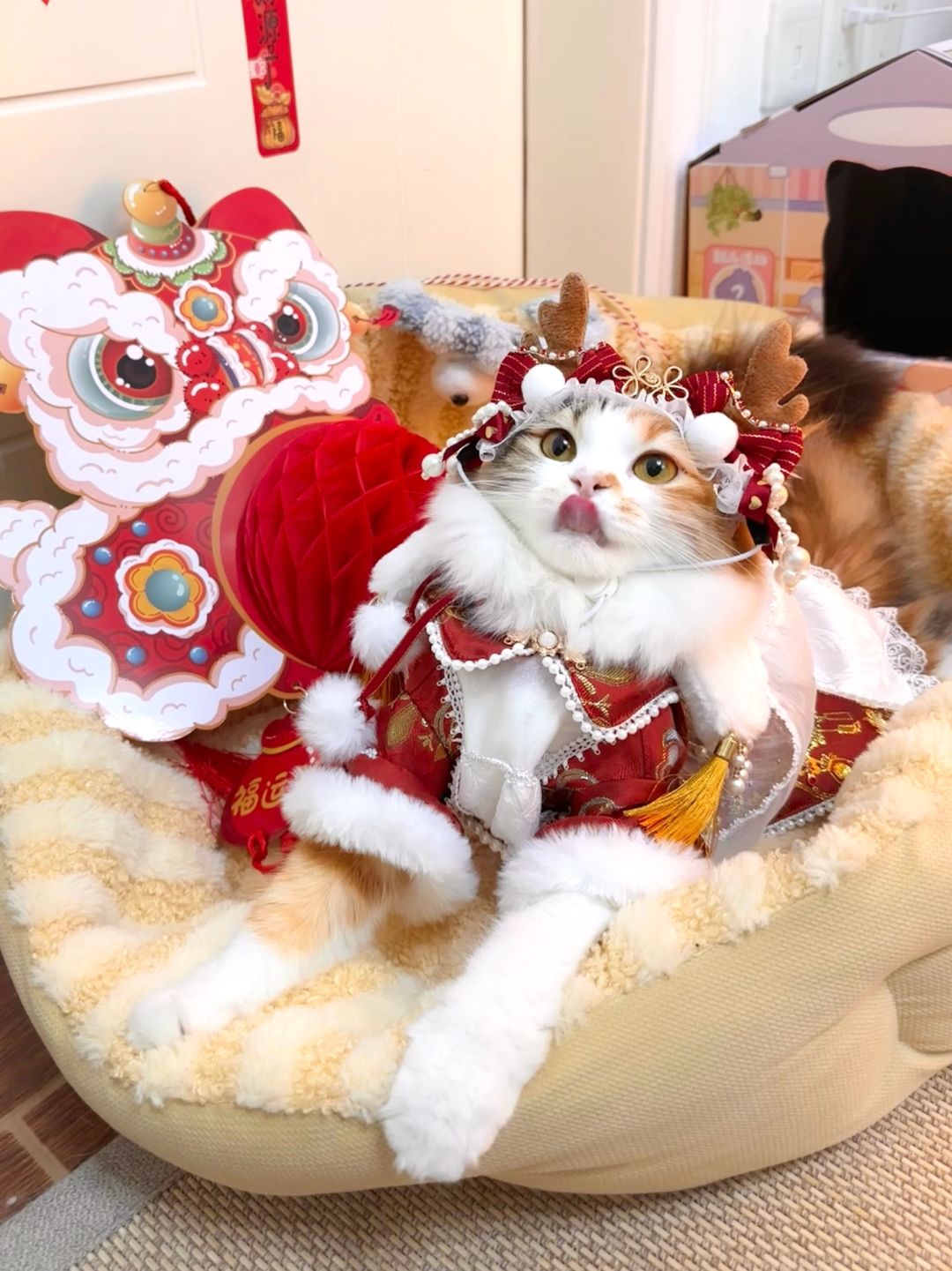 炫耀一下我的三花招财猫 无暇不出