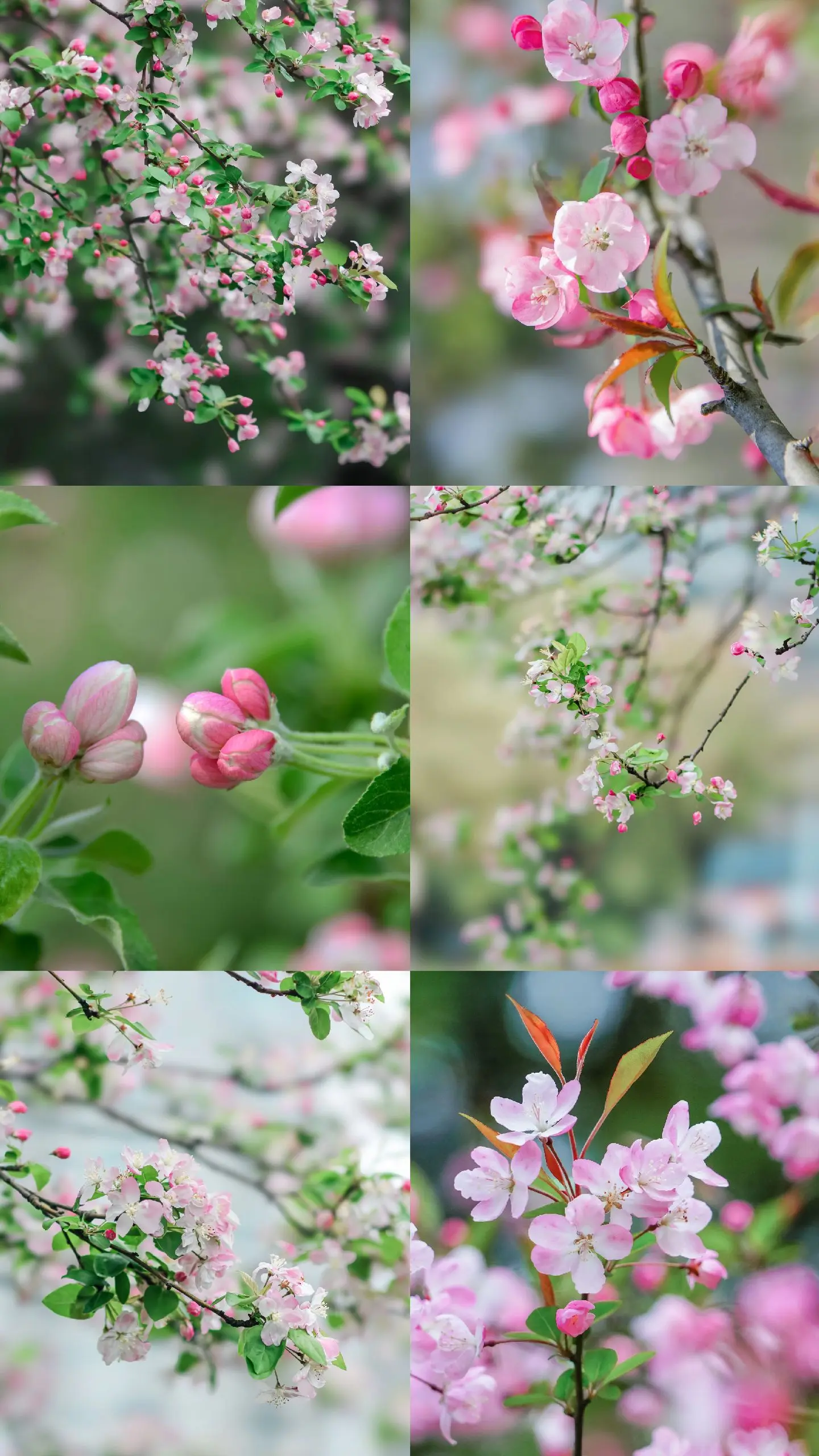 "春日序 海棠开花了"