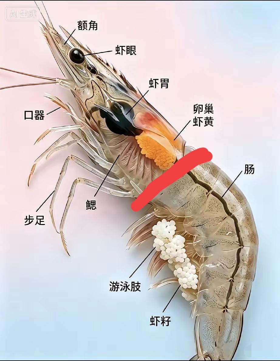 虾🦐，那些部位能吃？那些不能吃？
[心]能吃：虾黄、虾子，虾身！
[苦瓜]不能