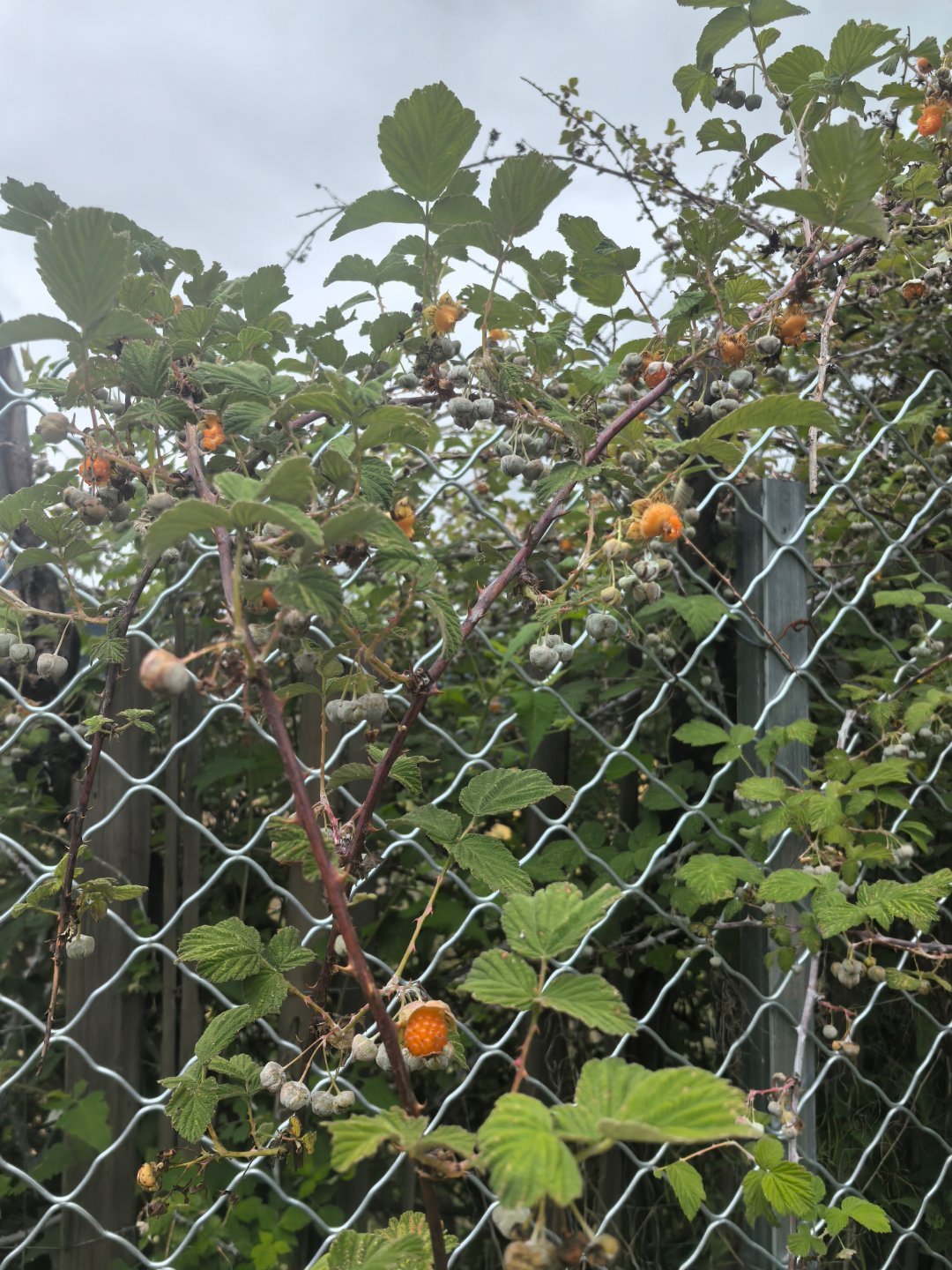 这个果果超级好吃 