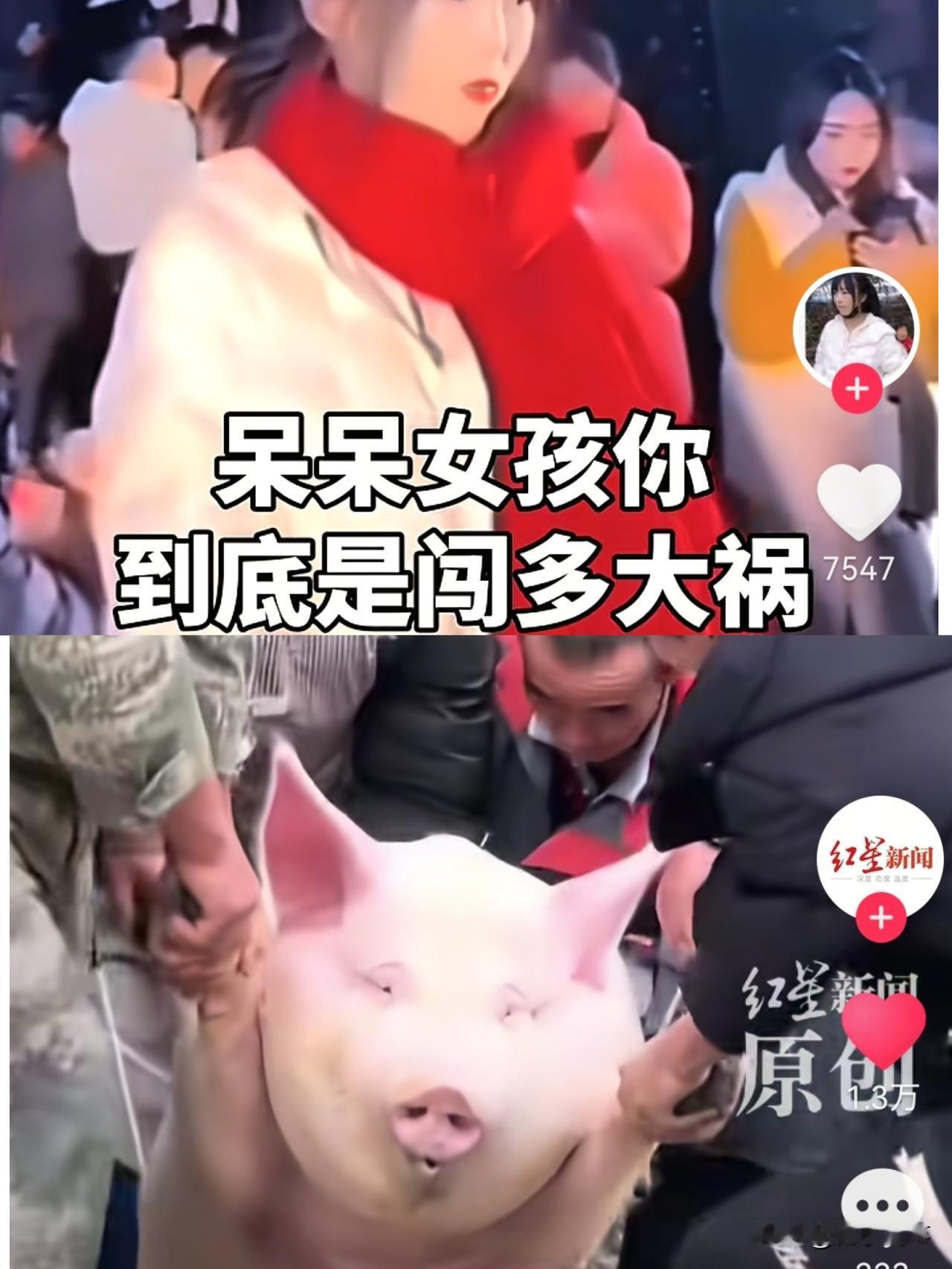 一个原本粉丝不足2000的普通人，因一条最原始的杀猪缺人手求助视频意外走红。
她