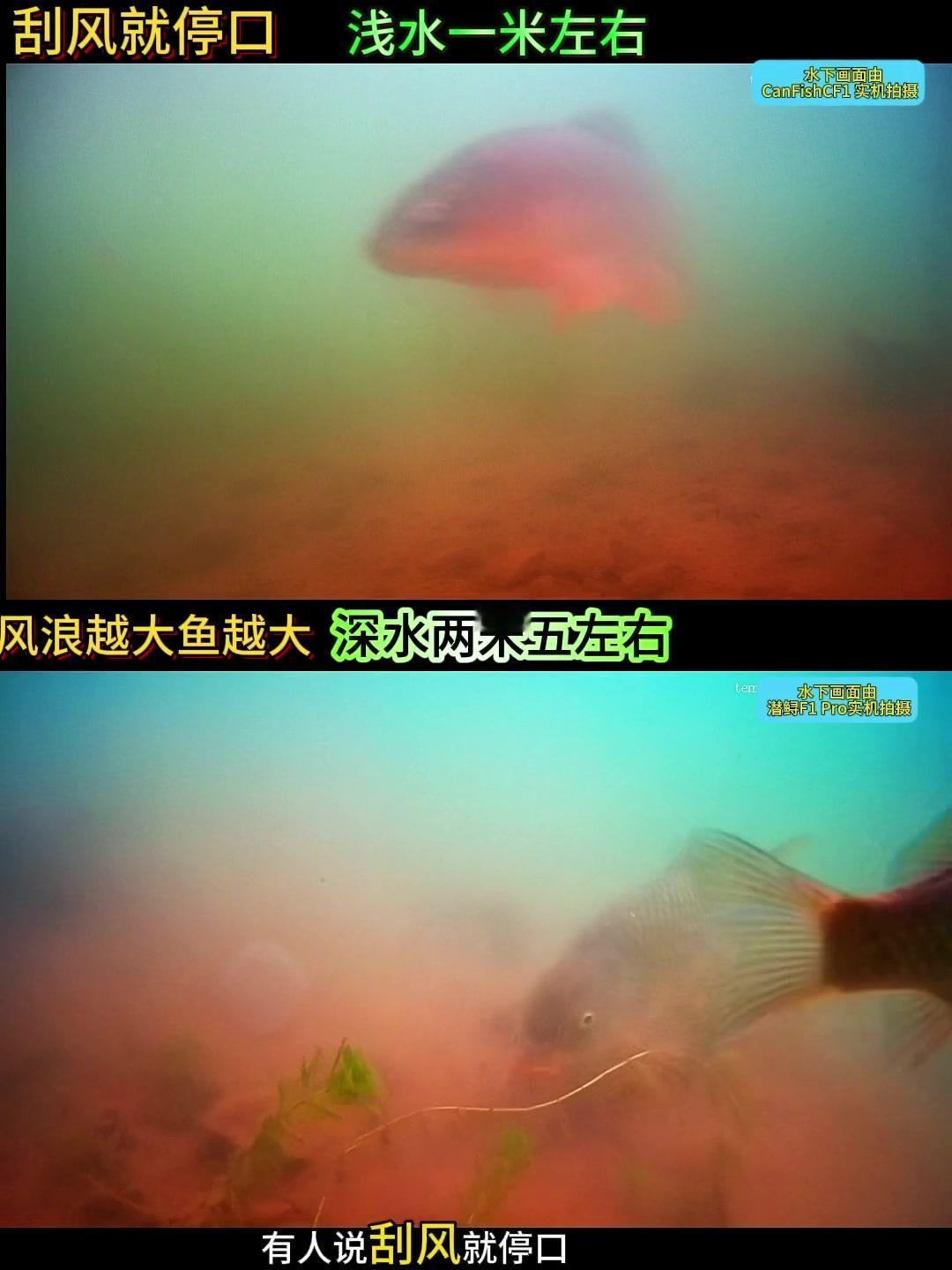❓刮风就停口，是什么原因？

❓风浪越大鱼越大，是什么道理？

✨原来不懂，现在