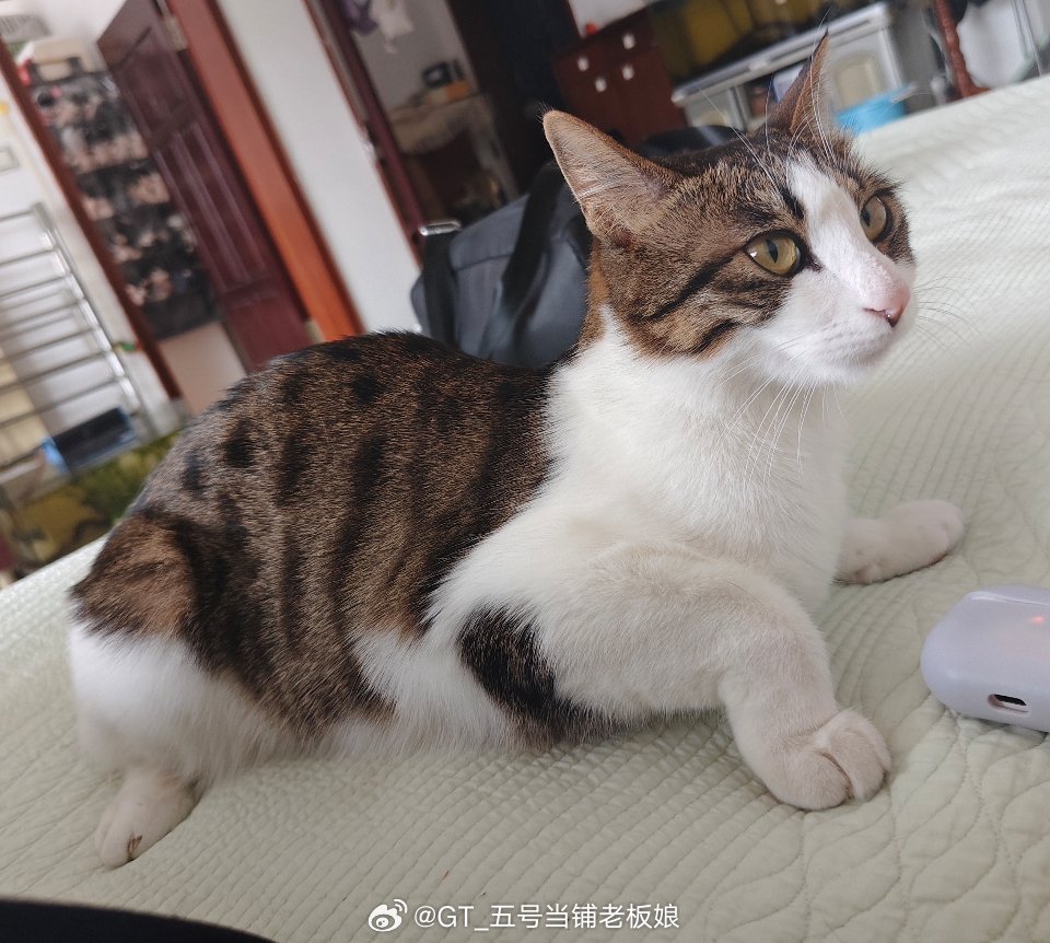 猫头乌龟🐢 