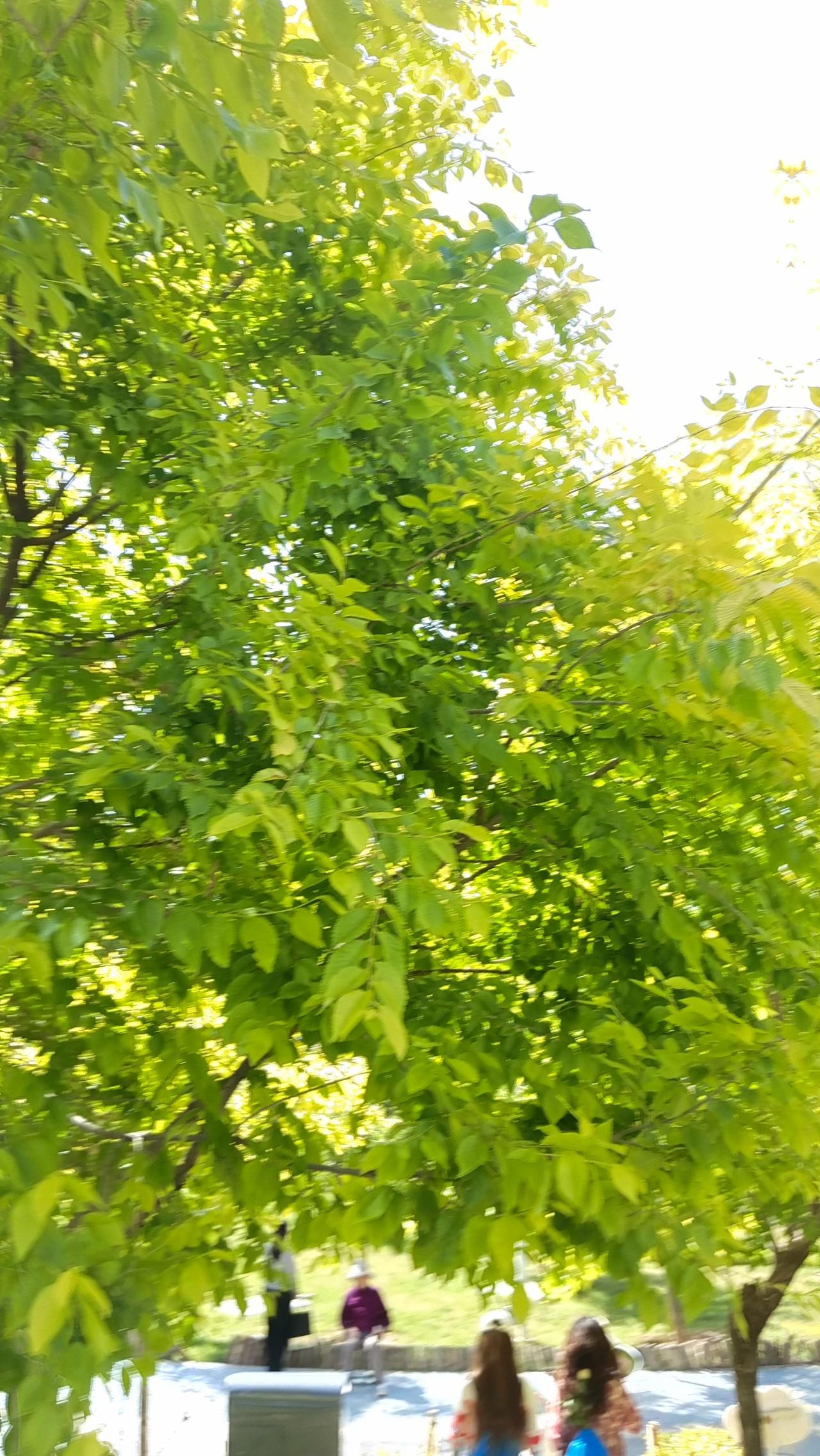 绿树阴中见，芳草路旁行。在这绿意盎然的时节，每日与绿植相伴，宛如置身于诗意画卷。