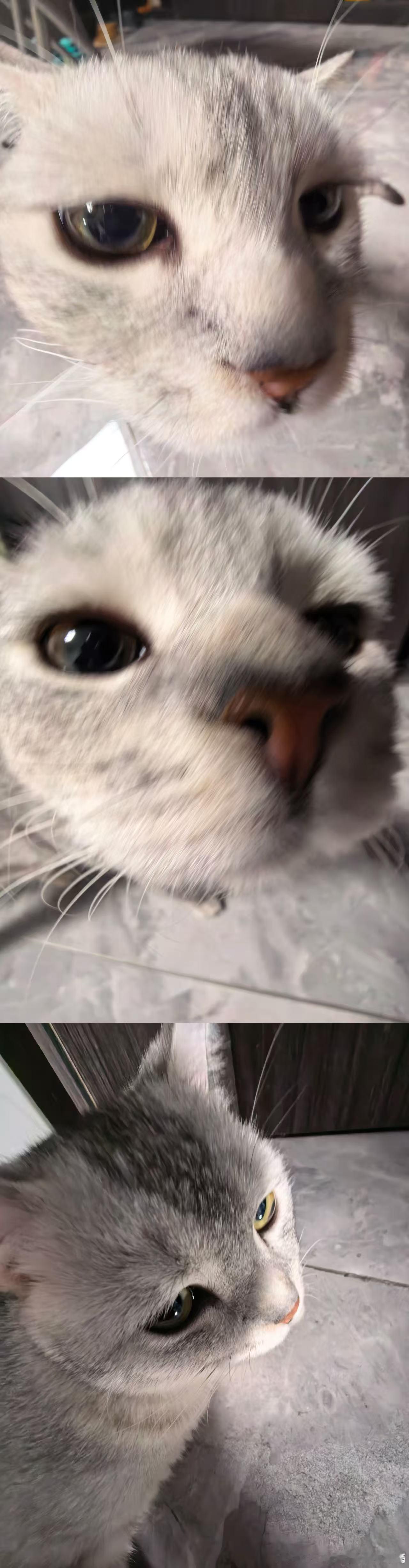 张泽禹拍的复制粘贴 张泽禹给小猫拍的照片每张角度都像复制粘贴，小家伙被养得圆圆润