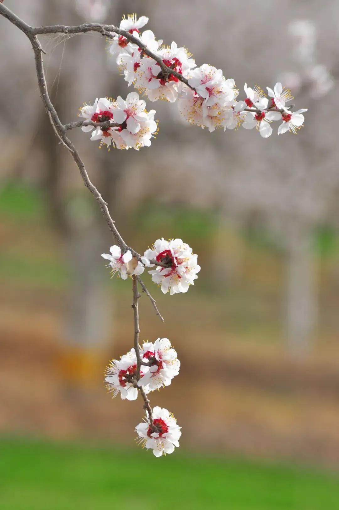 上林春令-别春
文/莲花书院

花落馀香如故。似乱蝶、篱笆疏处。
借风飞去飞来，