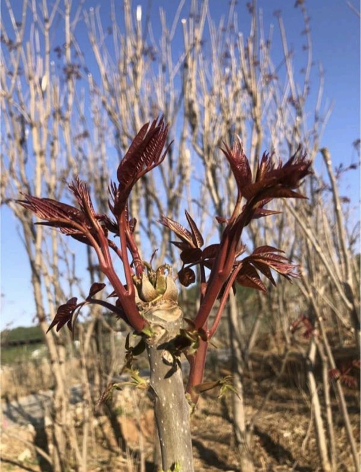 每年清明前后，方城的老街巷就开始飘着一股特殊的香气。那不是花香，是香椿芽的味道。