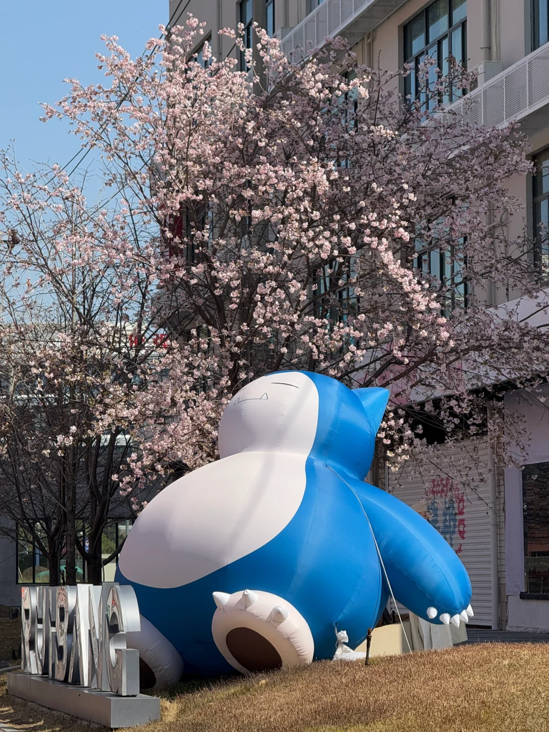 福州樱花终于来了🌸地铁直达！