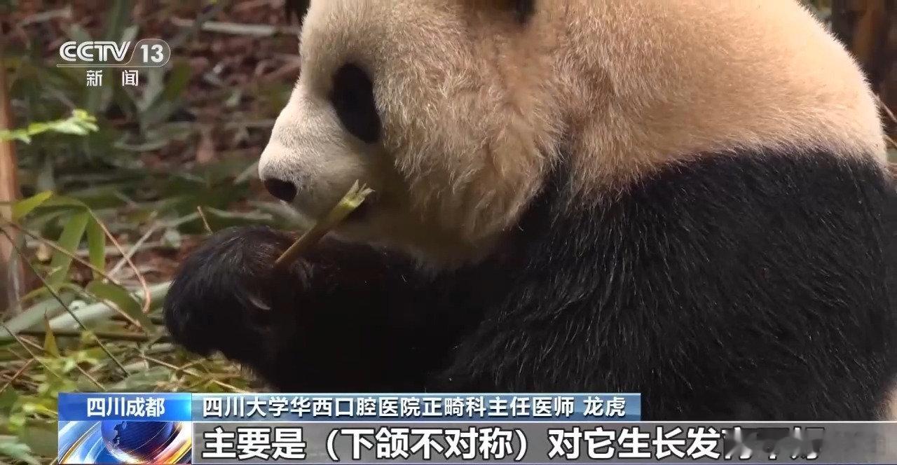 【全球首例大熊猫正畸成功，大熊猫也能箍牙正畸了】近日，四川大学华西口腔医院公布了