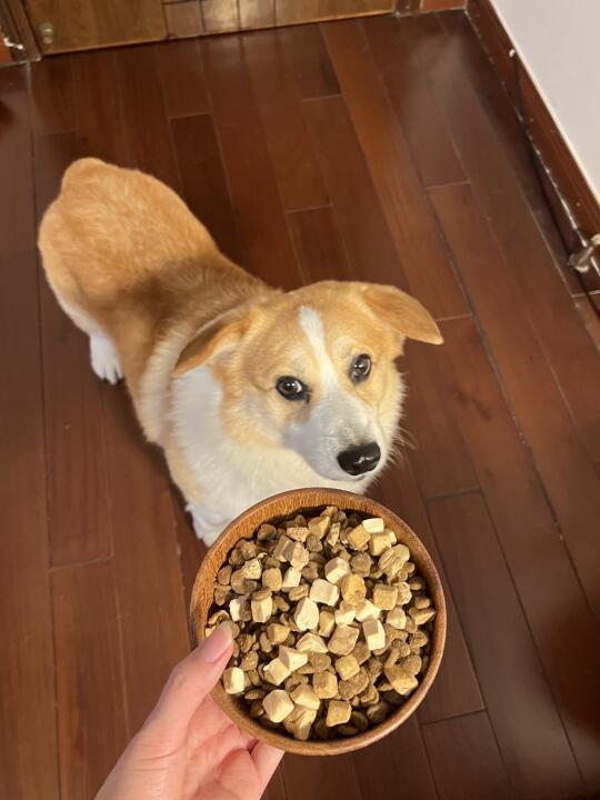 现在的🐶也太幸福了吧