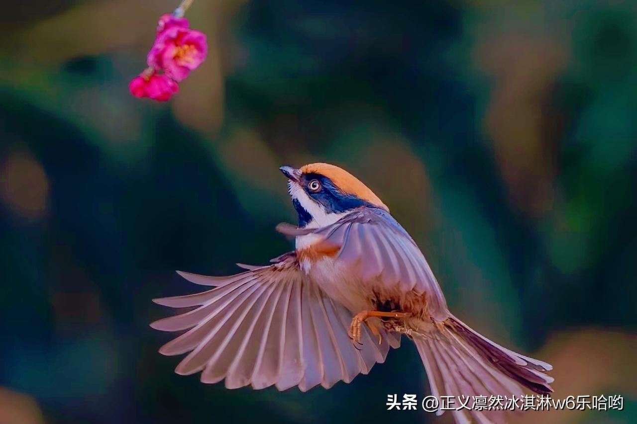 记录我的2026惊艳瞬间！小鸟振翅欲飞，背景模糊更显灵动。可爱在空中飞翔，粉红色