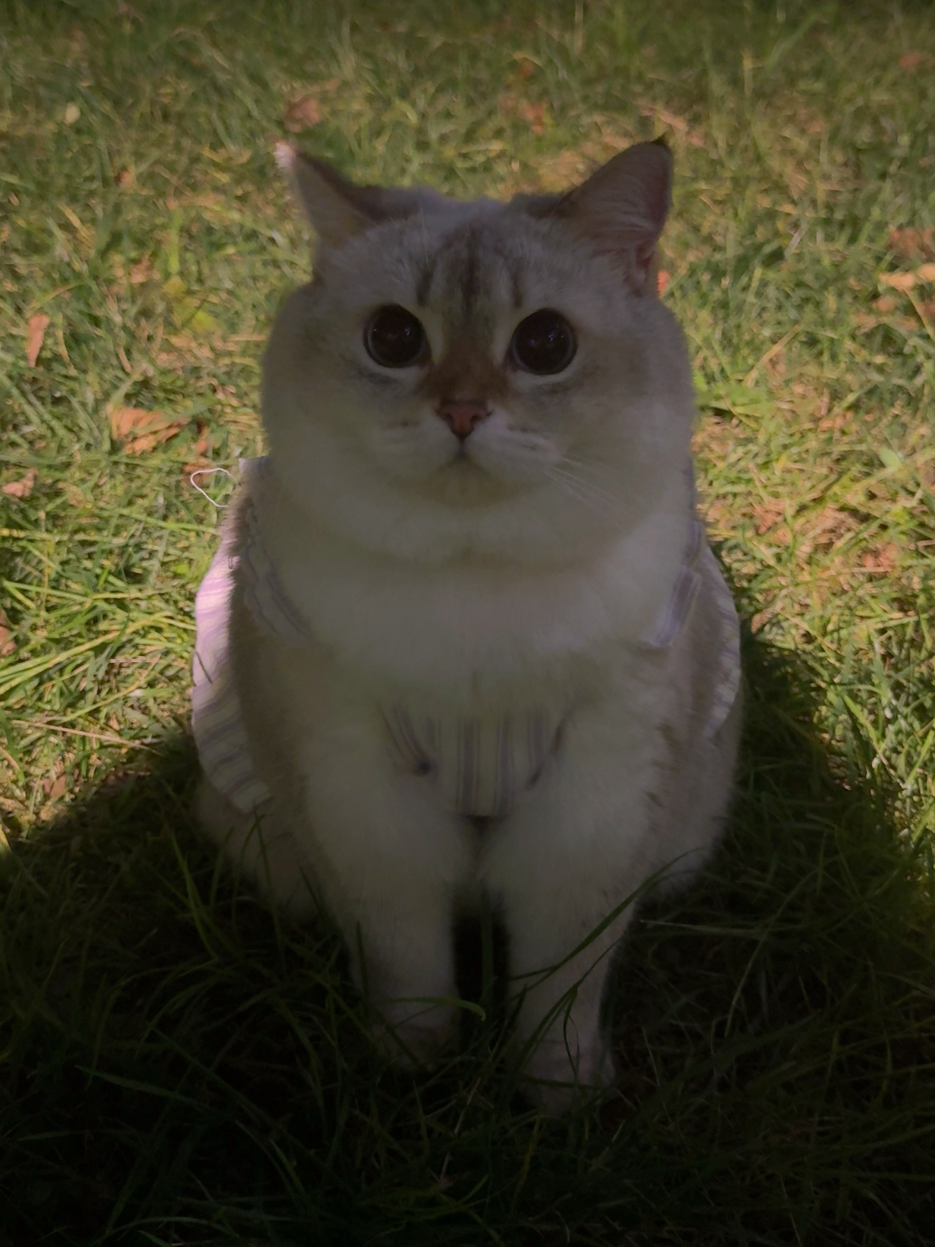 此猫是仙品