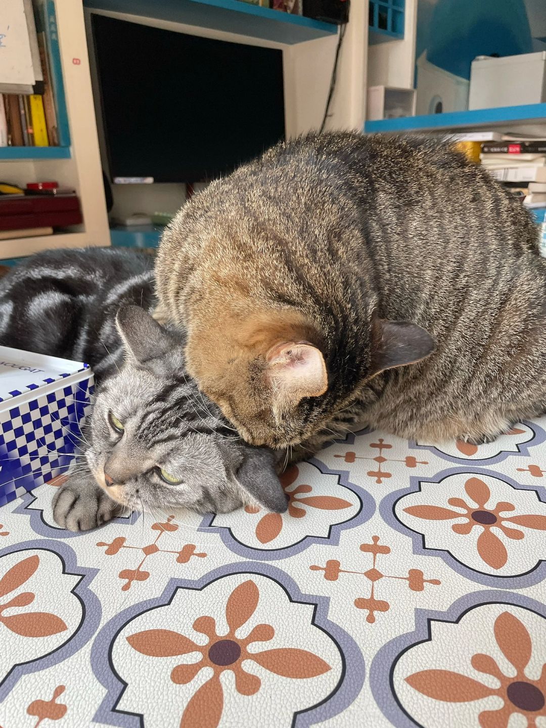 猫：这个调解员我是真不想当