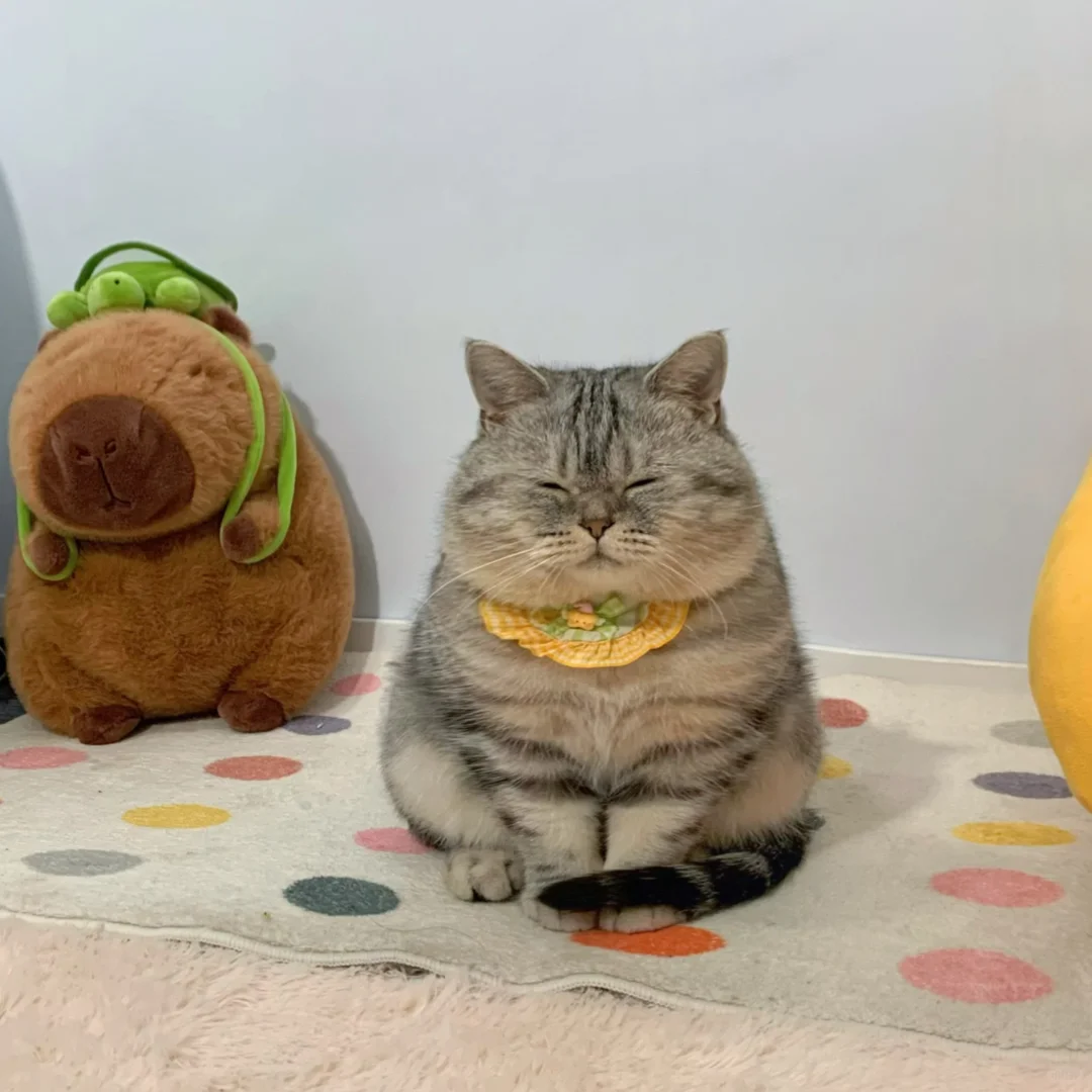 朋友来家里玩 说它没礼貌都不拿正眼看人🐷