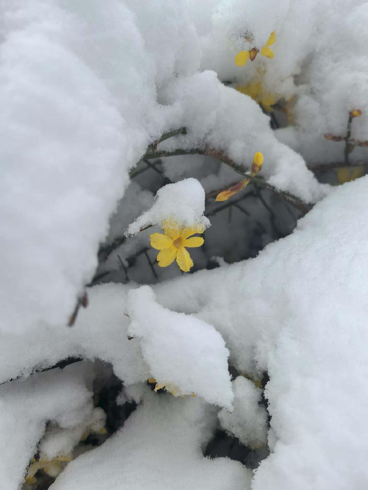 晒图笔记大赛年后初十河北的一场大雪