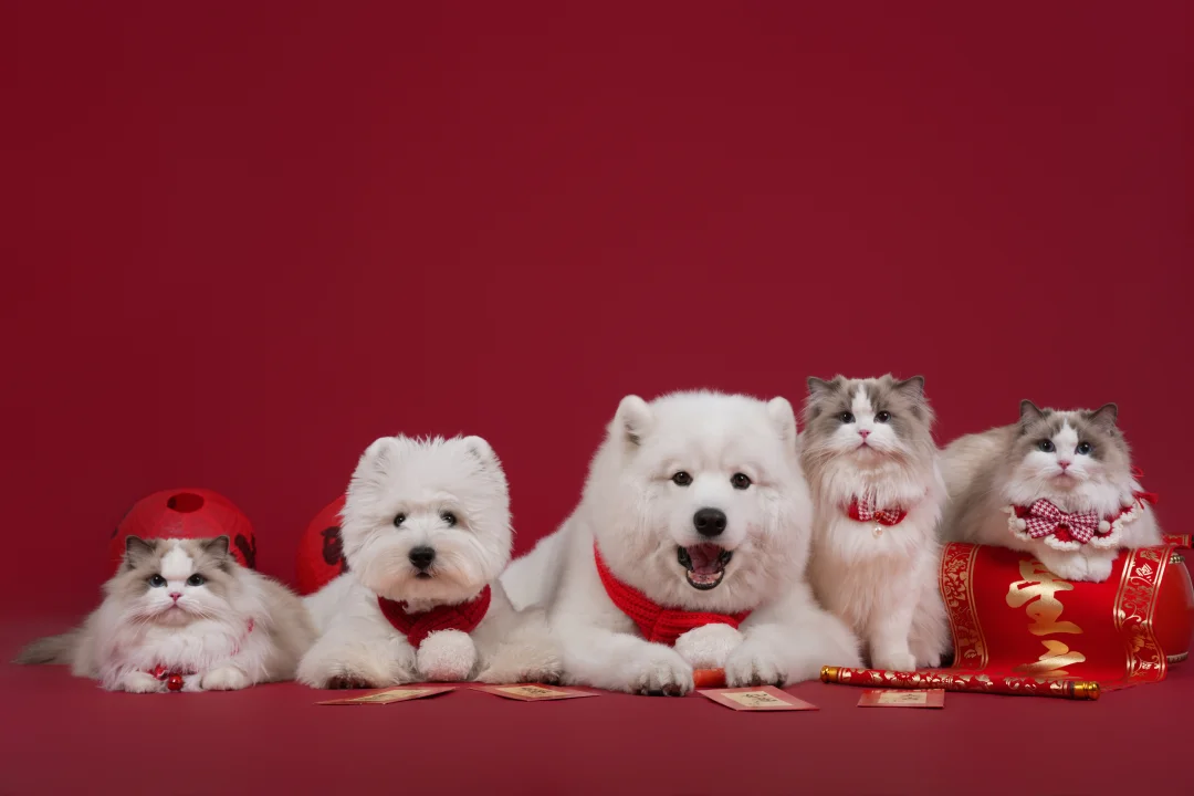 祝大家新年快乐呀！