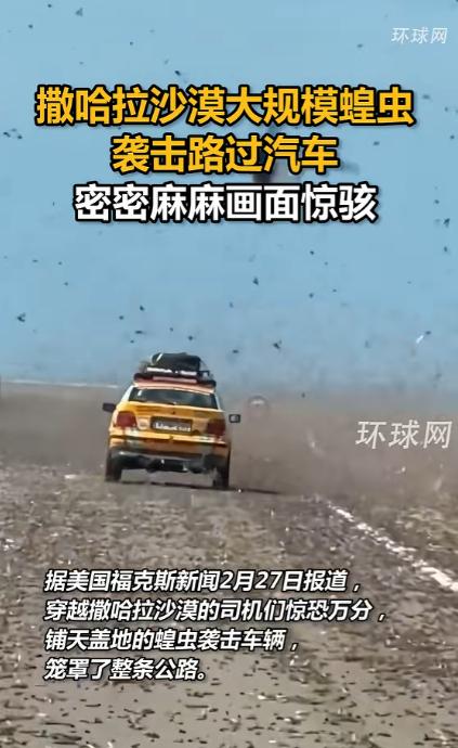 头皮发麻！最近在西撒哈拉的沙漠公路上，上演了一场比恐怖片还吓人的现实版“虫灾大片