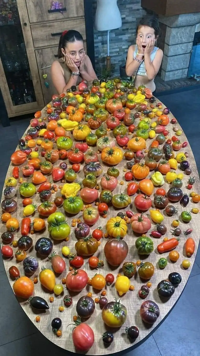 世界上所有品种的西红柿。