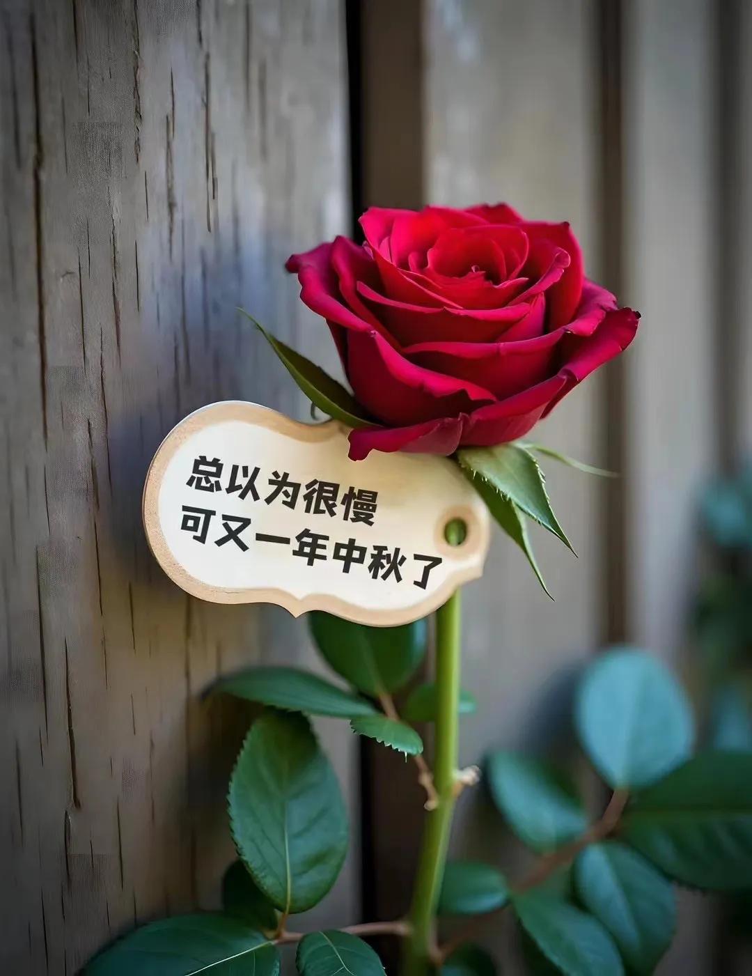 🌓🌔ʚ🌕ɞᯓ🥮 ²⁰²⁴/₀₉.₁₇
月亮慢慢变圆ོ  事事慢慢如愿ོ