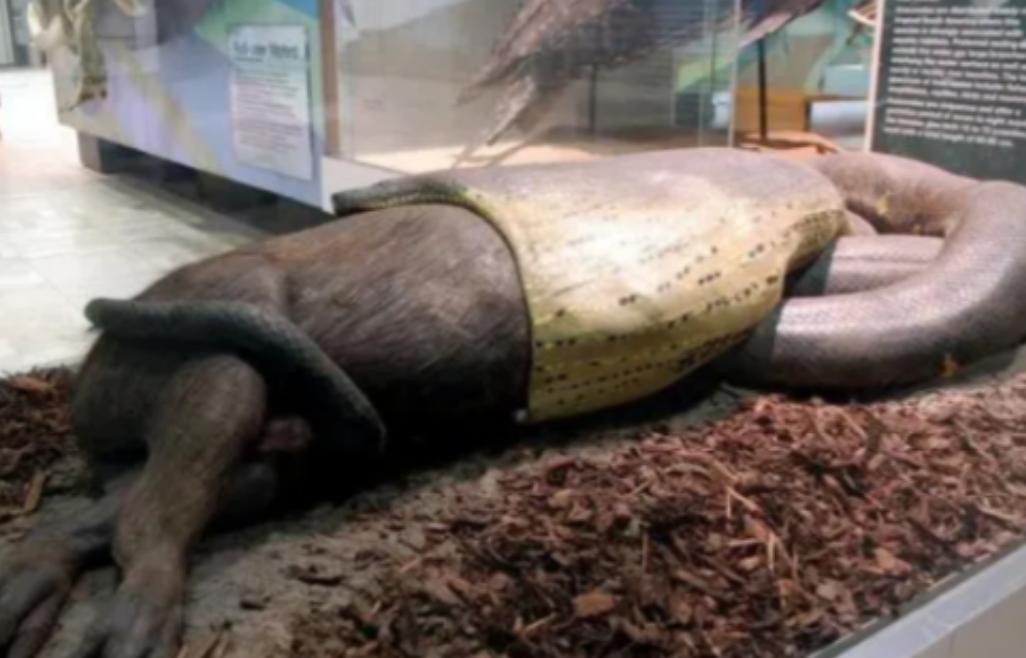 电影里都是骗人的，2014年，美国男子全副武装被绿水蚺缠绕，只为证明“人能否成功