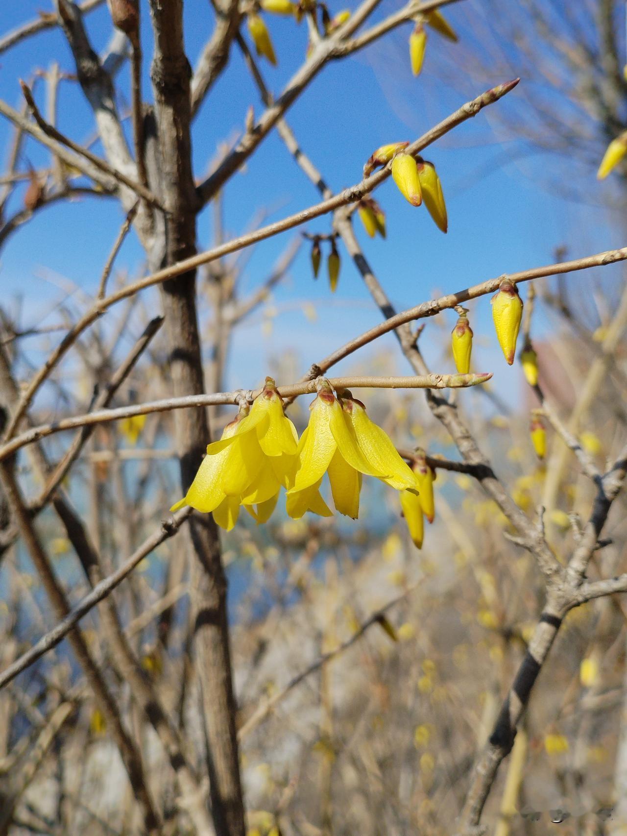 护堤花树
长堤矮树花渐开，
宛如少女托香腮。
玲珑身影望远处，
请续句……
（如