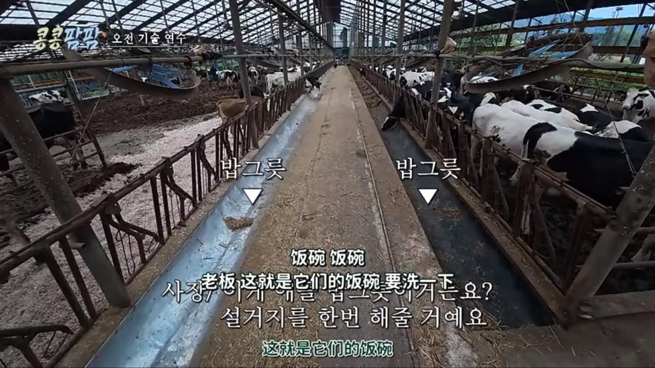 最新一集的豆豆农场，李光洙他们一大早6:00就要去清理奶牛的饭碗，就是把这个饲养