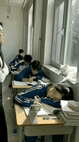 校园里，这只被学生们悉心投喂的流浪猫，和大家感情深厚。一次上课，一位女同学打瞌睡