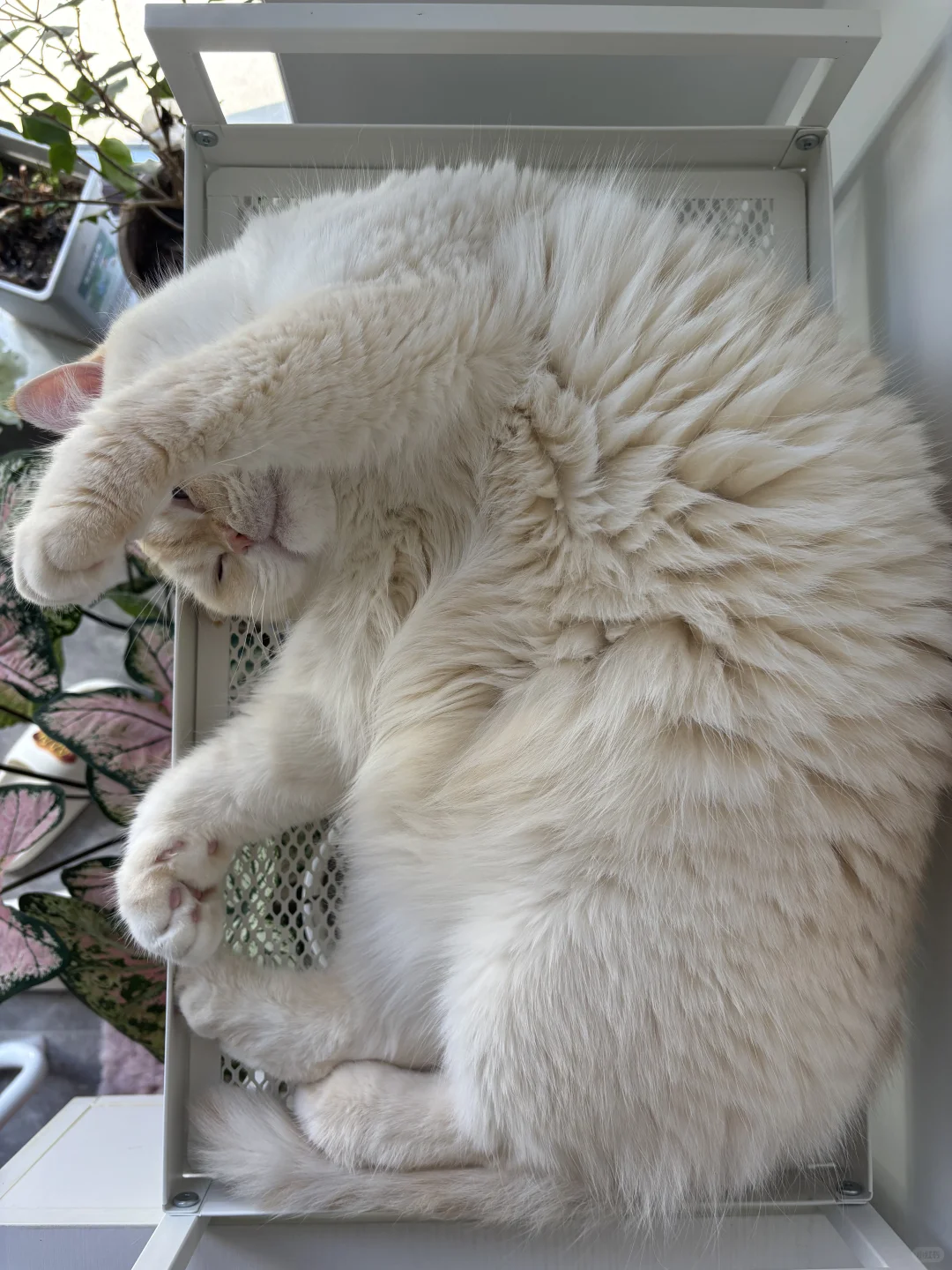 我是全宇宙最困的小猫咪