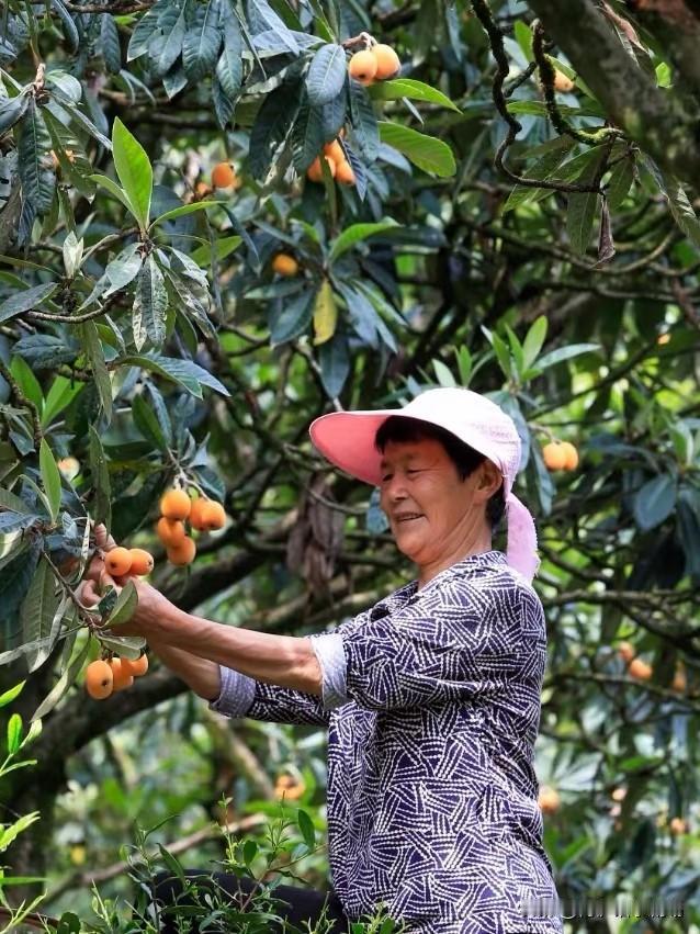 家乡的枇杷和麦苗，各有各的美。小满时节，枇杷像金色珍珠般成熟，在阳光下闪着光。它