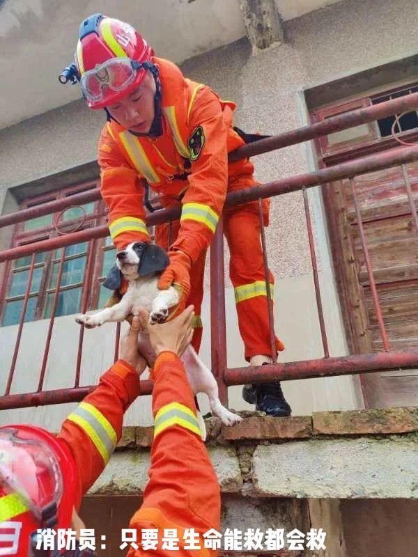 京津冀地区发大水，救援人员在救人的同时还顺带救了不少小动物，这种事情放在西方国家