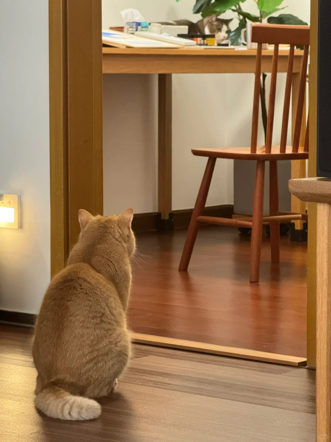 可能是只有i 人才懂的养猫瞬间