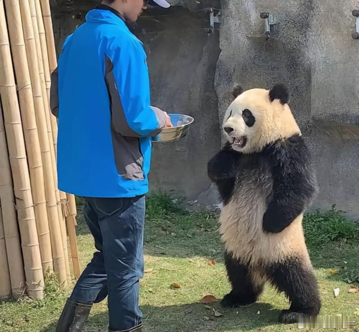 打劫！把你们手机里珍藏的熊猫发出来[酷][酷] 