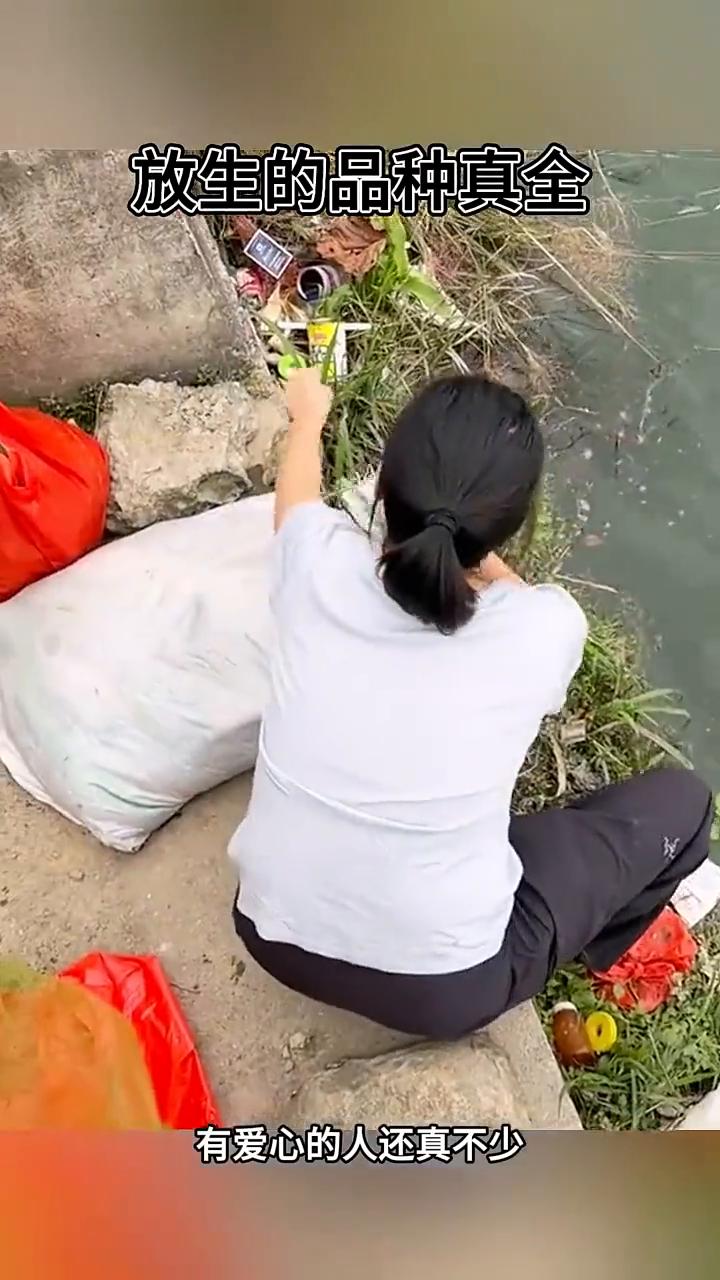 放生的品种真全。
爱心人士又在这放生，这个手笔大，一大筐子甲鱼全都自由了，自由自