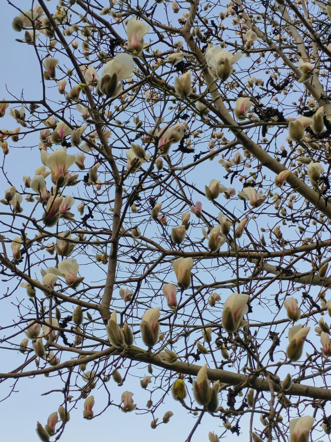 新春第一会 建设山东省区域副中心城市，潍坊扛起新使命、奋进新征程在山东省区域协调