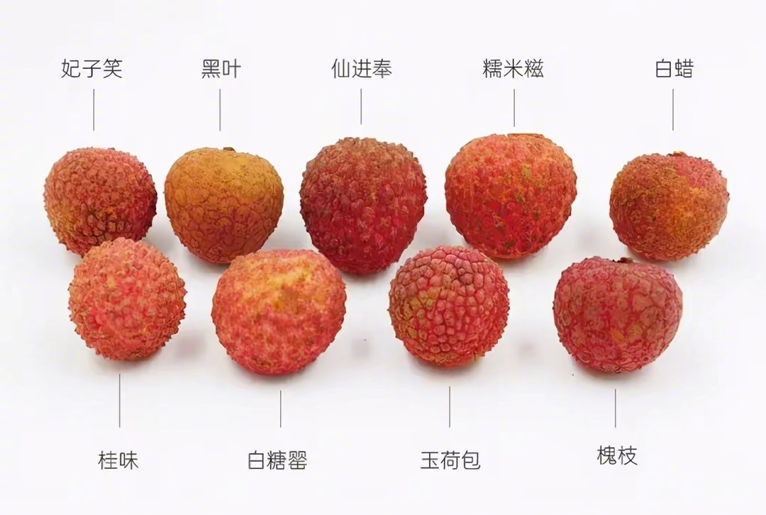 荔枝  原来，在某些人心中，荔枝都有鄙视链。大家惯常吃的是哪个品种啊？ ​​​