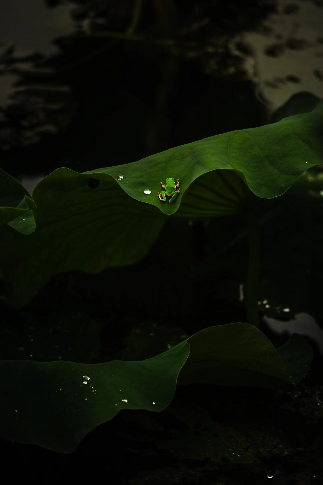 秋已至·立秋
#随拍秋荷# #随手拍秋日荷# #立秋# #云南# #昆明#