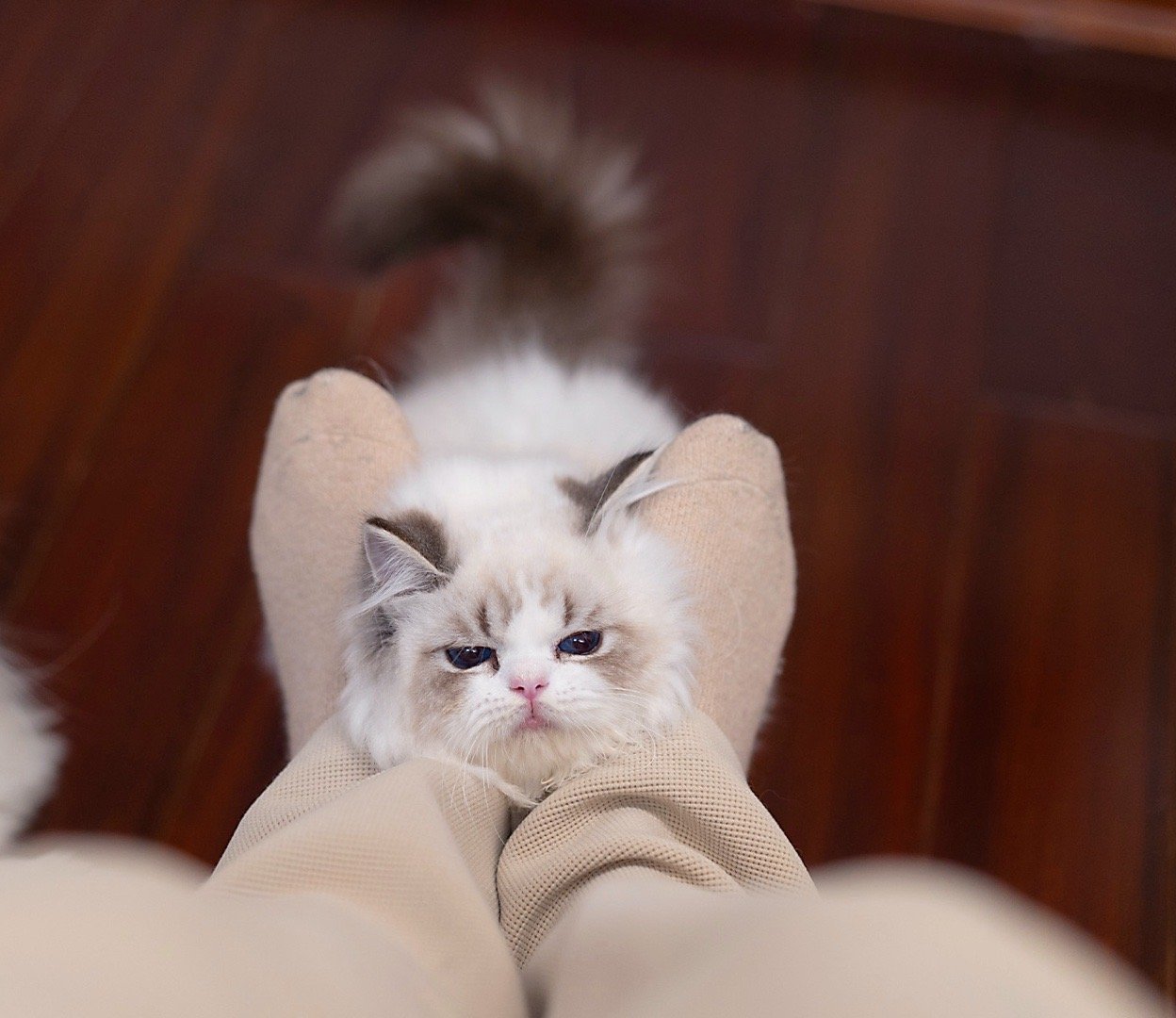 欺负小猫咪 ​​​