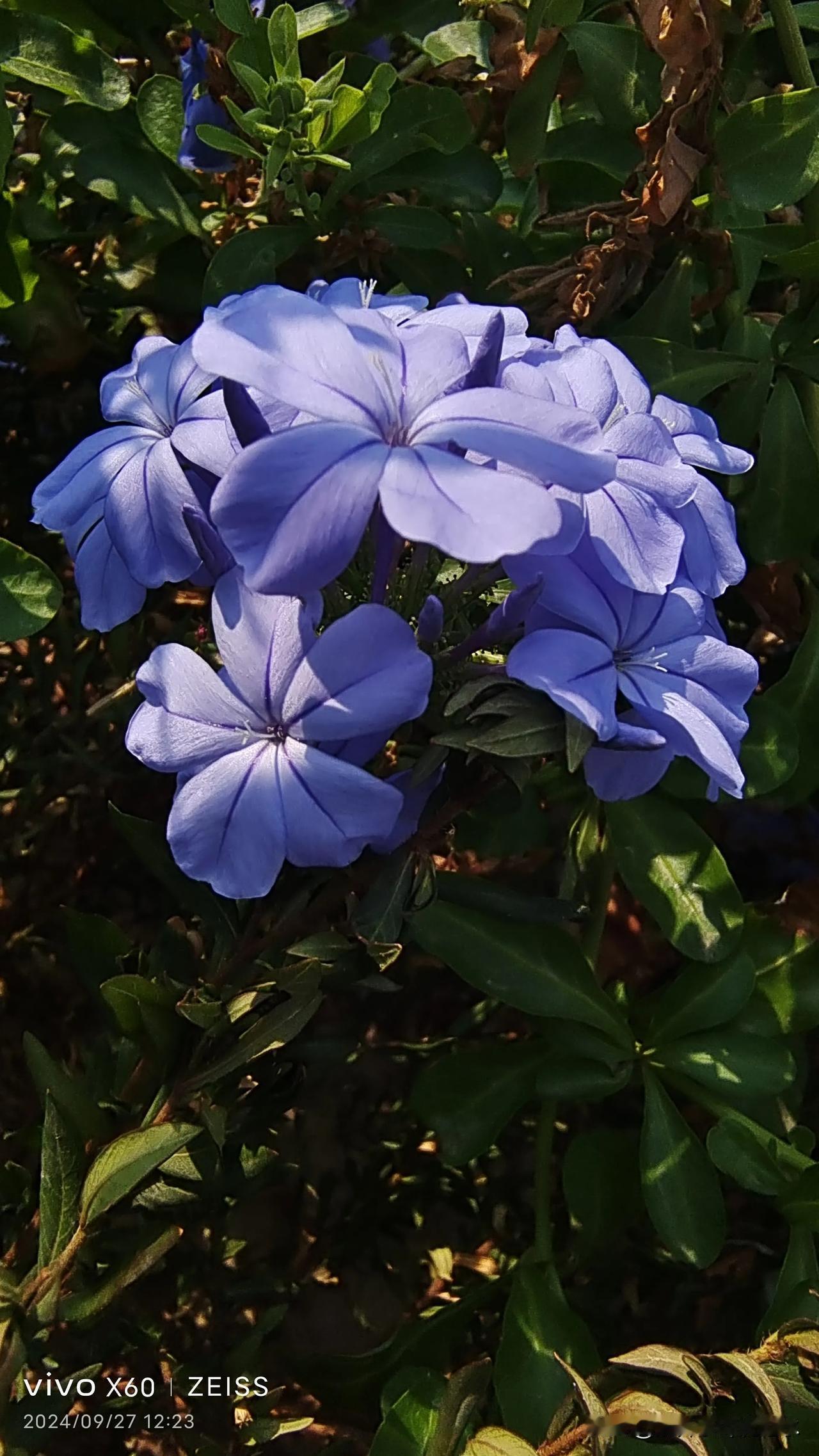 #把你随手拍的花分享出来吧#蓝花丹（秦汉新城）