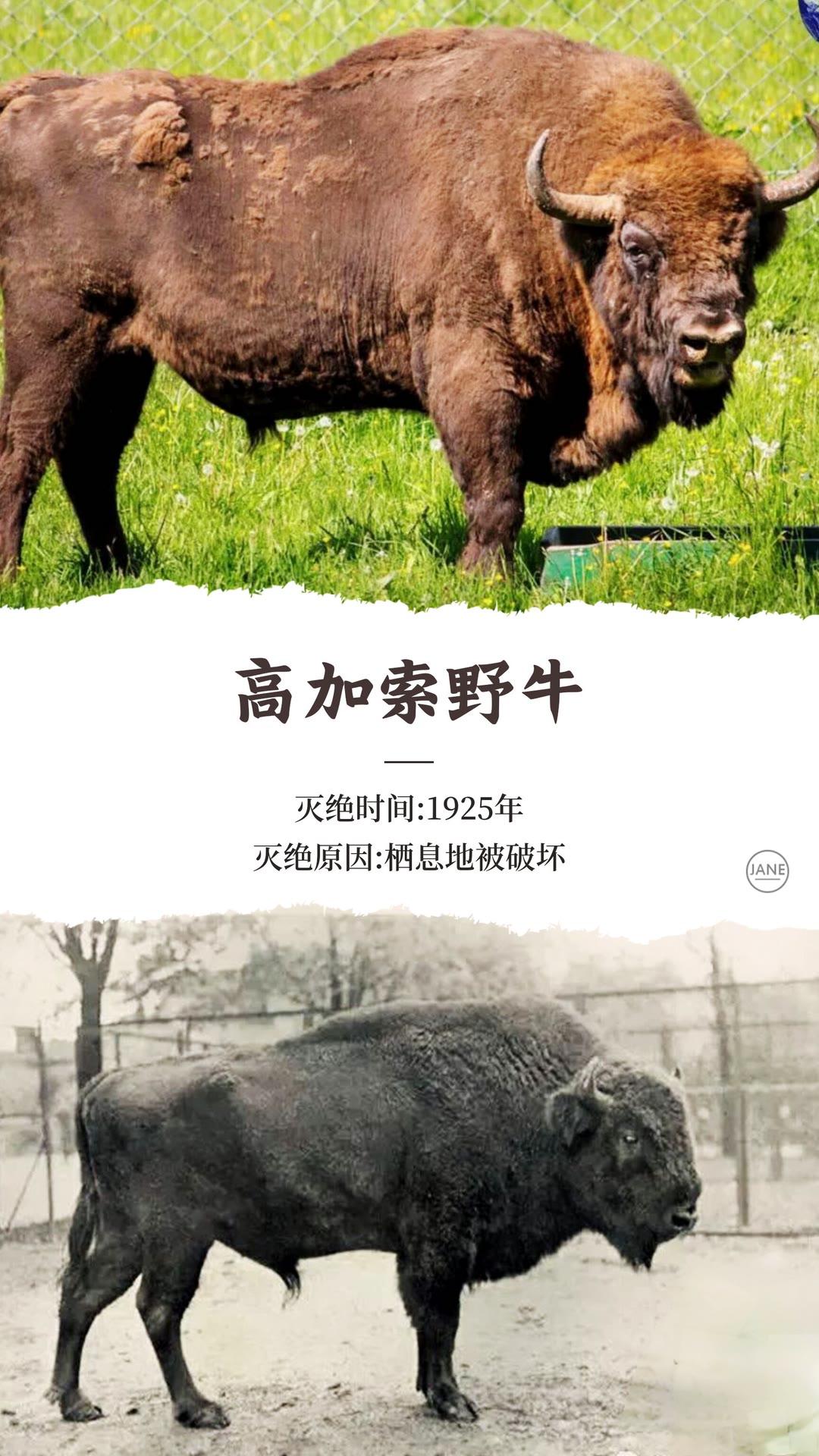 因为人类而灭绝的动物 渡渡鸟 长江白鲟  金蟾蜍
动物