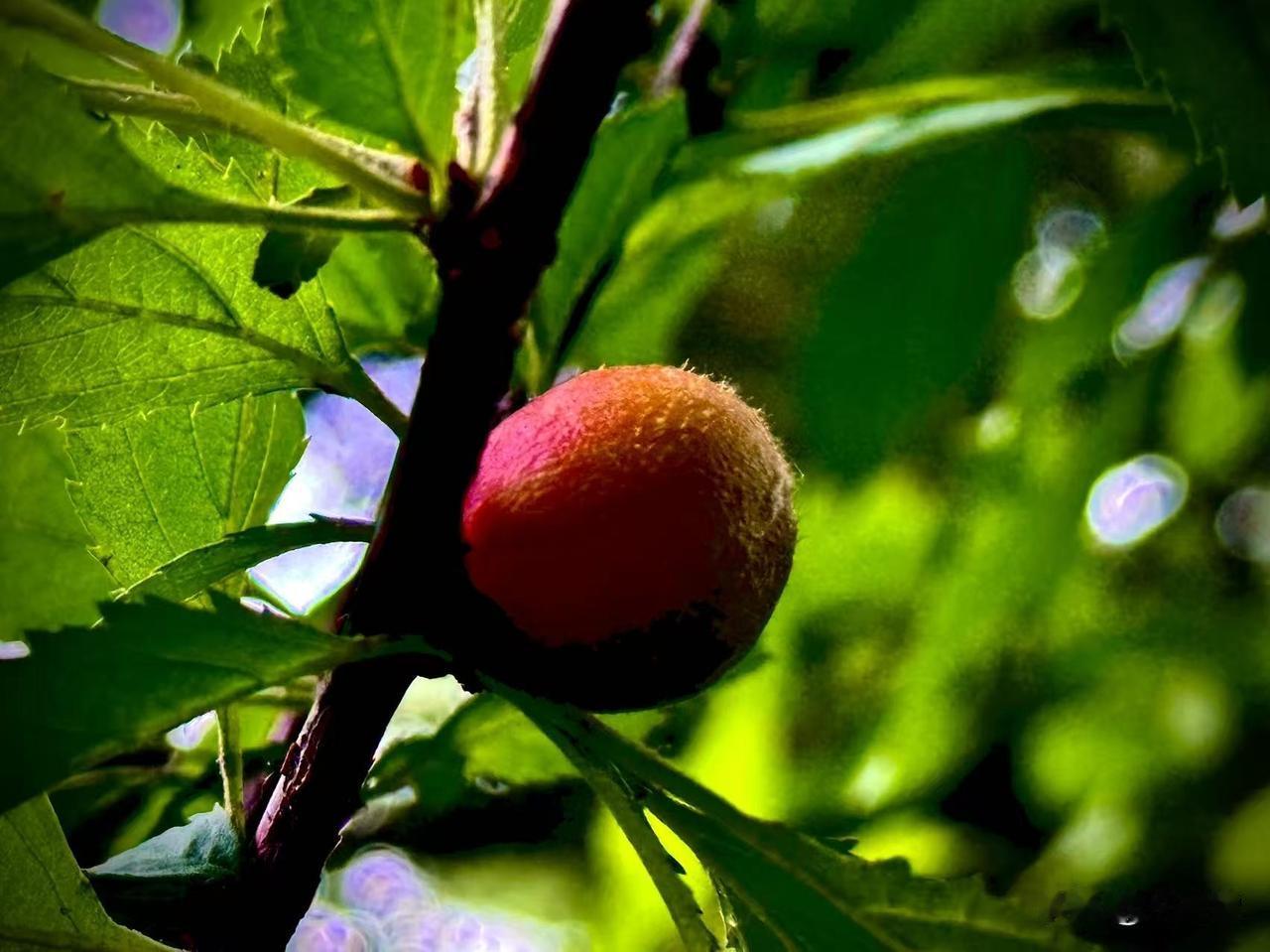 情意绵长的模样
            （原创）


榆叶梅背后的阳光
正虚怀若