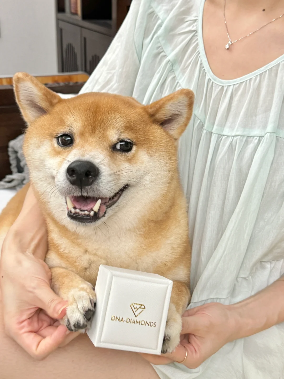 噢莫！！！这可是柴柴霸总送的属于它的DNA钻石