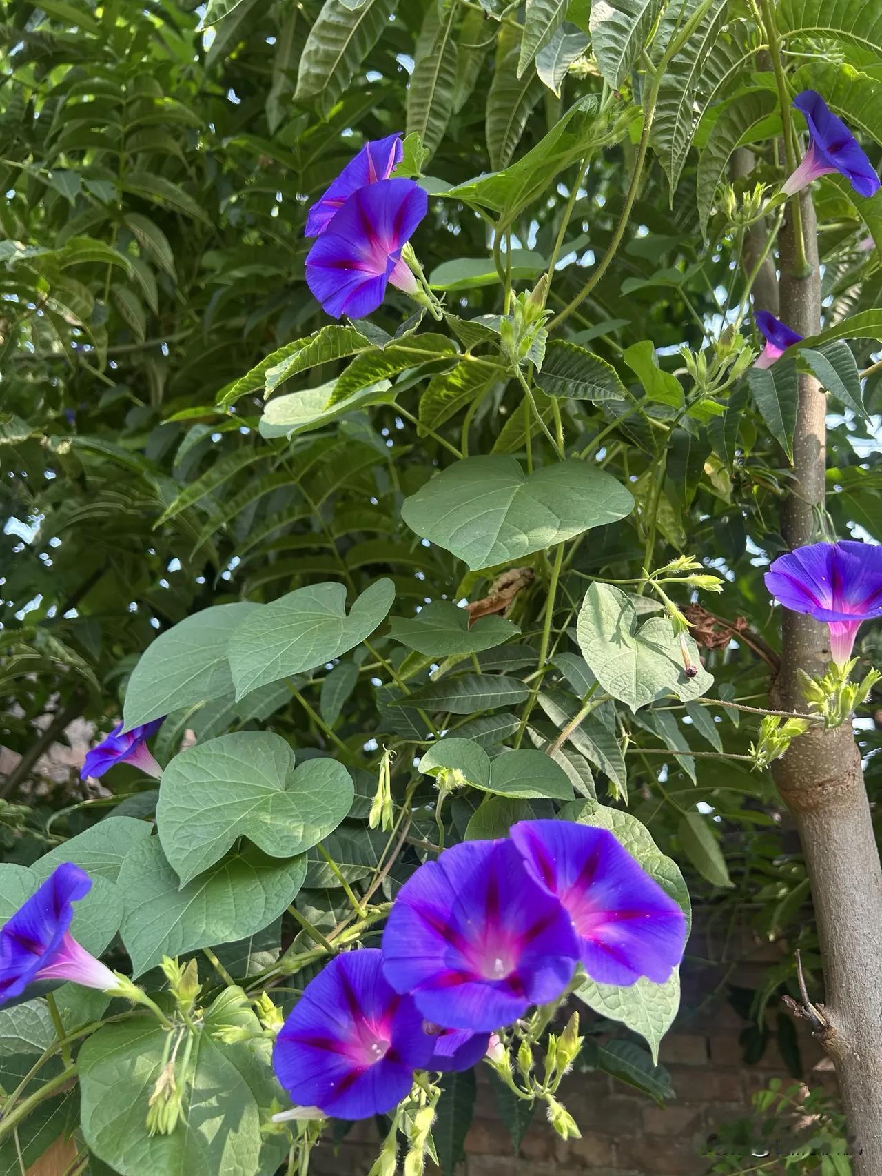 花影细节

深紫的花瓣晕开丝绒般的光泽，花心洇出粉紫的星芒纹路，像把昨夜的星子都