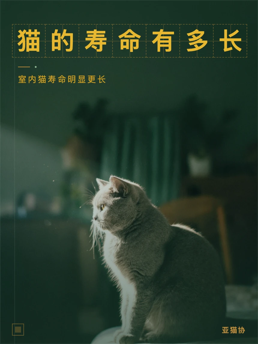猫能活几｜不同品种和喂养方式的寿命差异