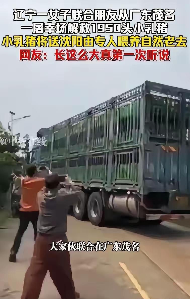 建议全网封杀!真的越看越生气，最近辽宁女子林澈千里救猪这件事，根本不是善良，就是