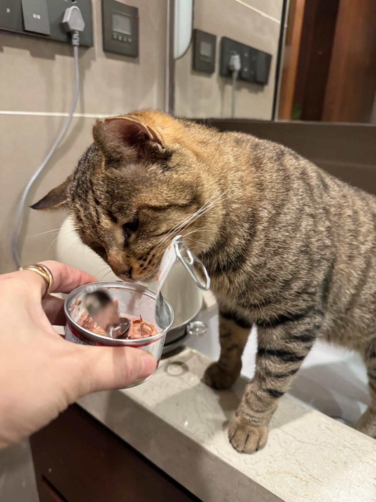 可把大老虎给馋死了哈哈哈，你家的狸花猫也这样吗？ 猫咪
