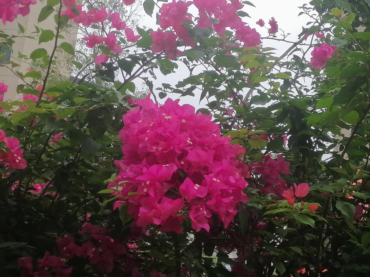 春天里花开正旺，姹紫嫣红、红红火火，太漂亮炫目了！