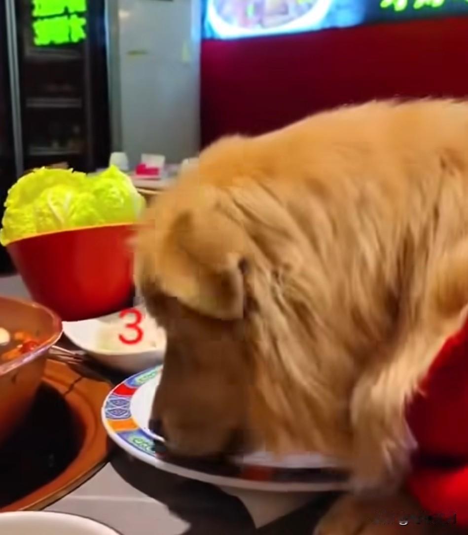 狗子上桌吃涮肉：

12月18日，北京。一名女子带着宠物狗吃涮肉火锅，狗子上桌吃