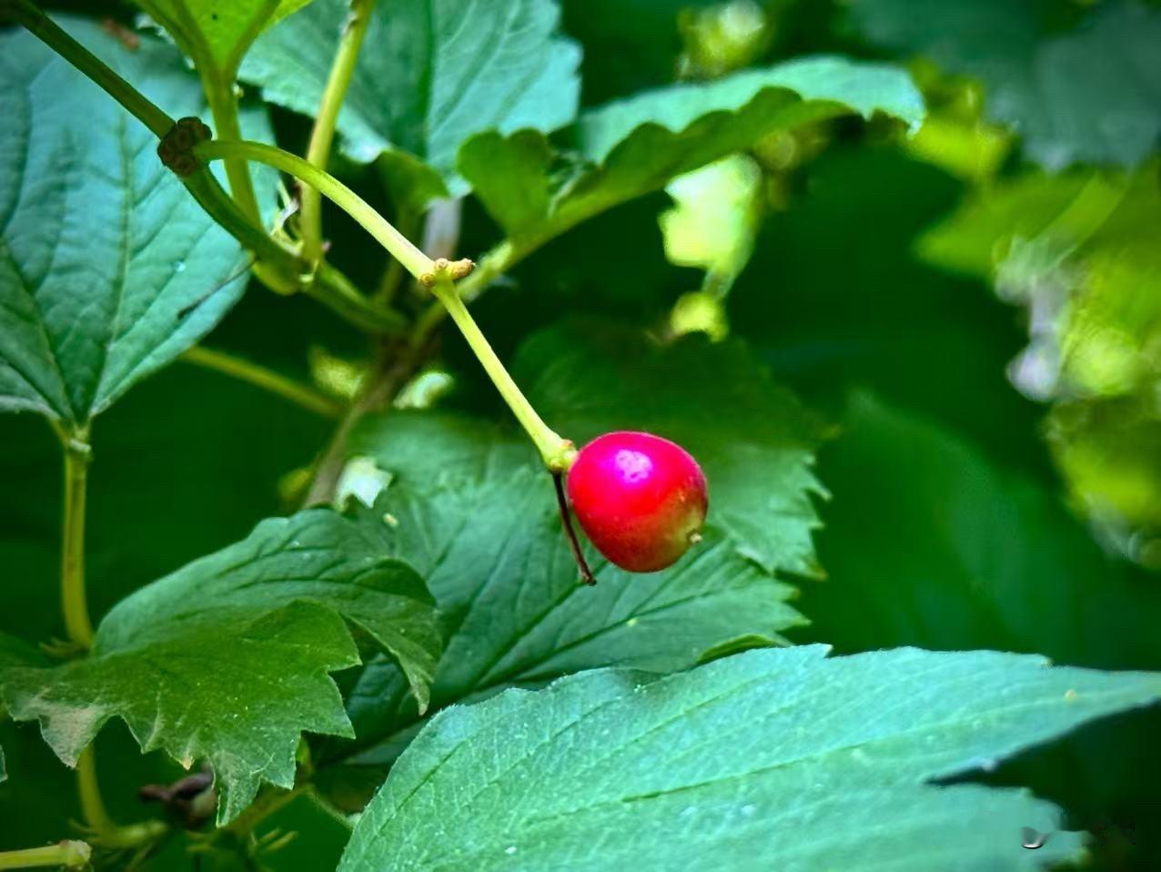 静美的夏天
        （原创）


一颗颗火红的琼花果
依偎在绿叶丛中
暖